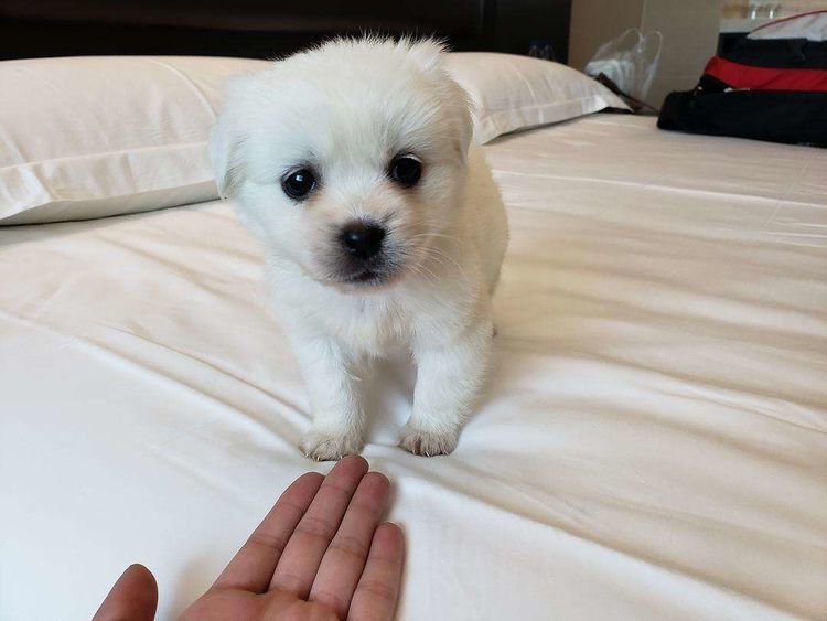 胰腺狗狗淀粉:揭开宠物护理的秘密武器